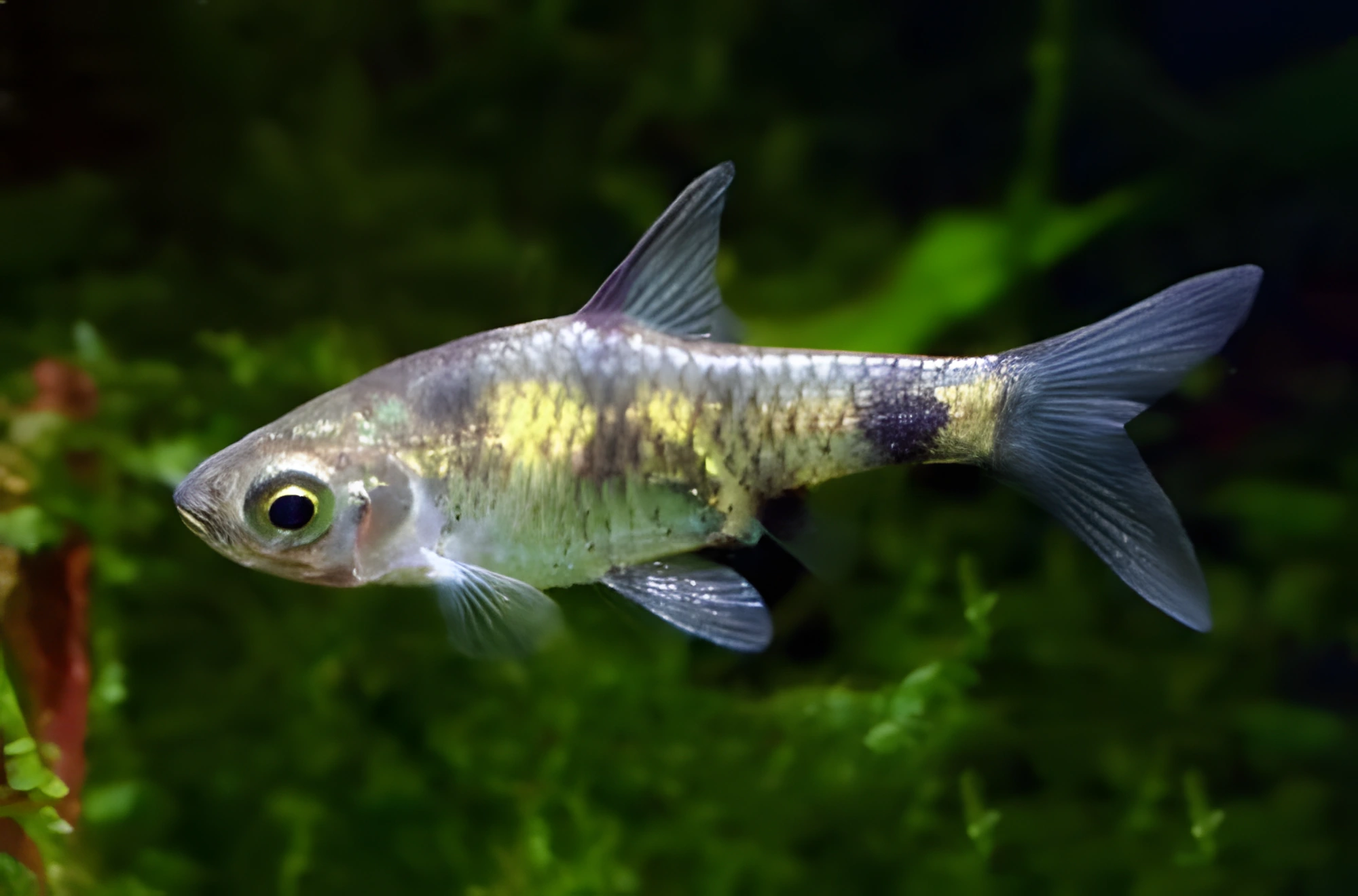 Fotografía del pez de acuario Barbo Amarillo