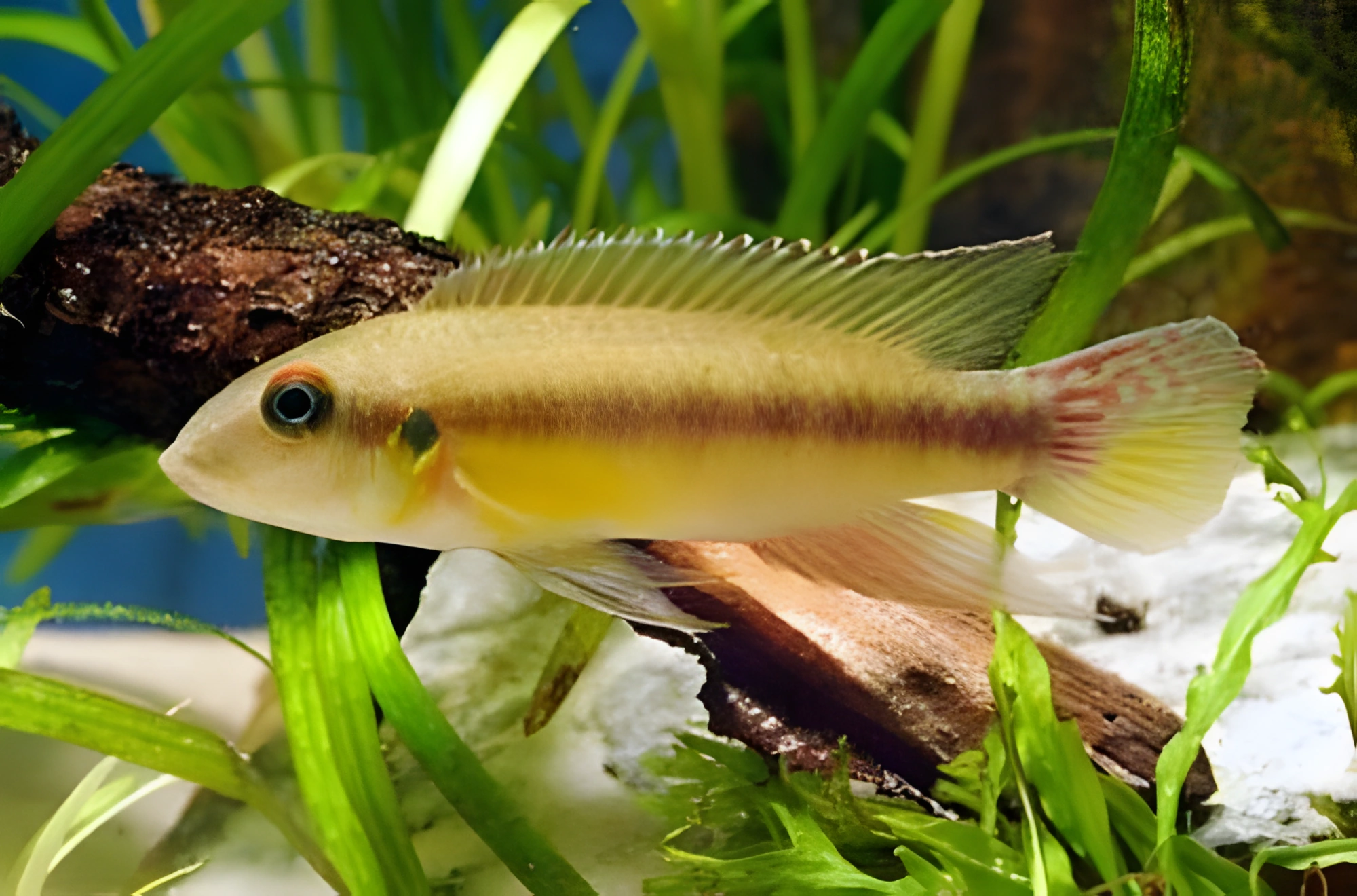 Fotografía del pez de acuario Kribensis Amarillo
