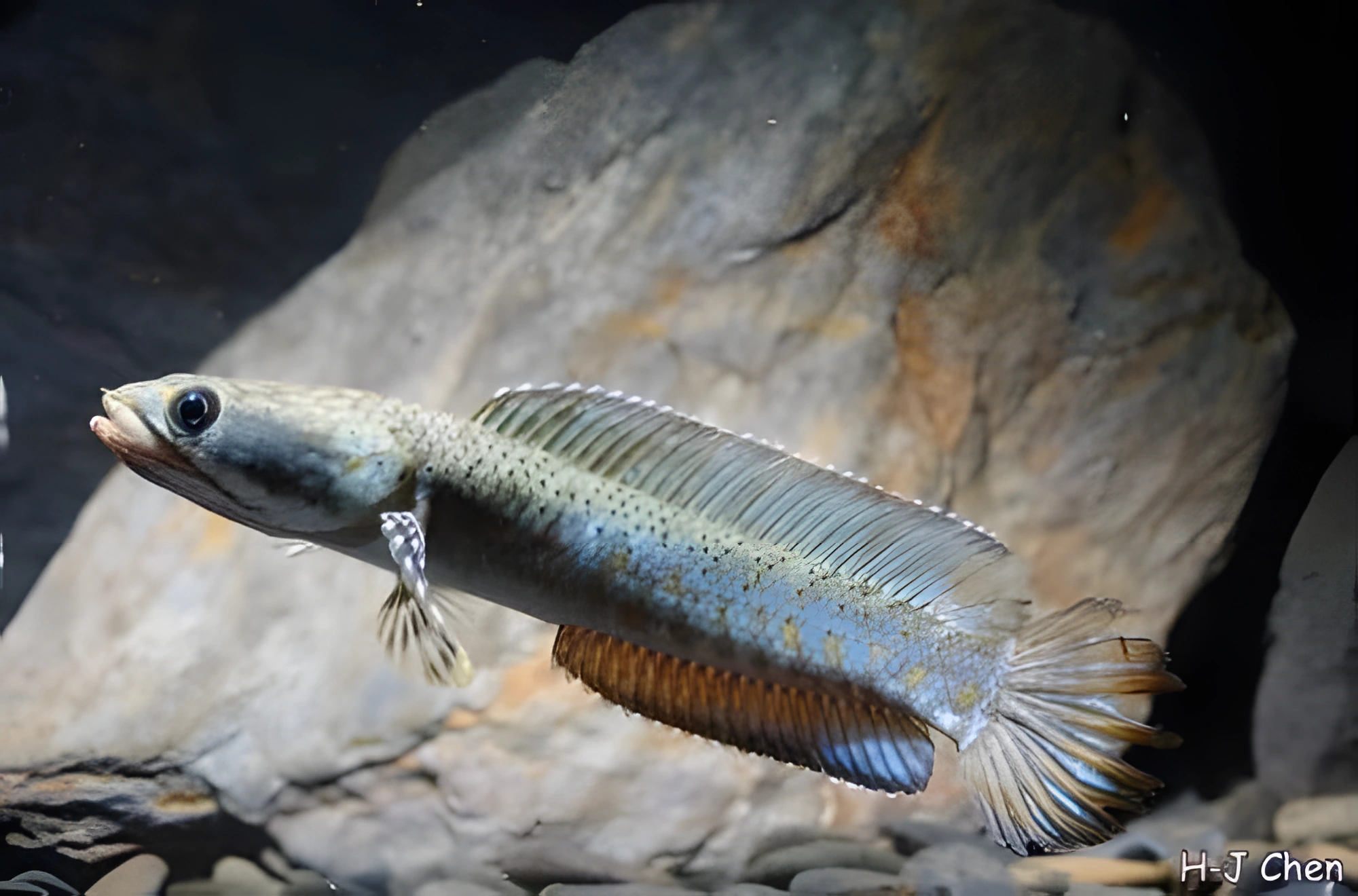 Fotografía del pez de acuario Channa pulchra