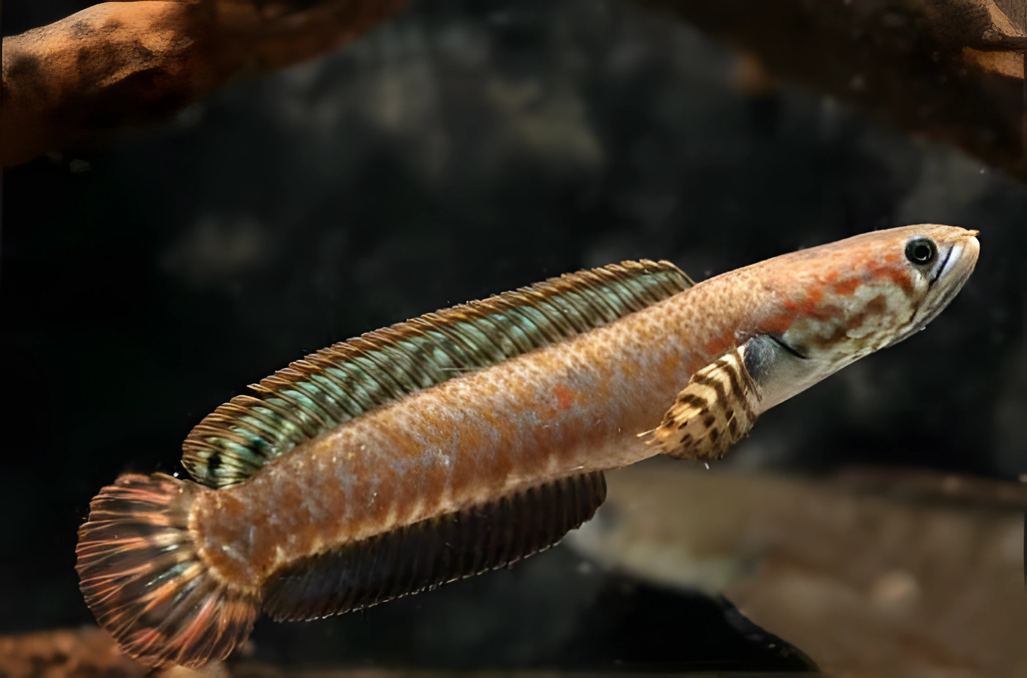 Fotografía del pez de acuario Pez cabeza de serpiente arcoíris
