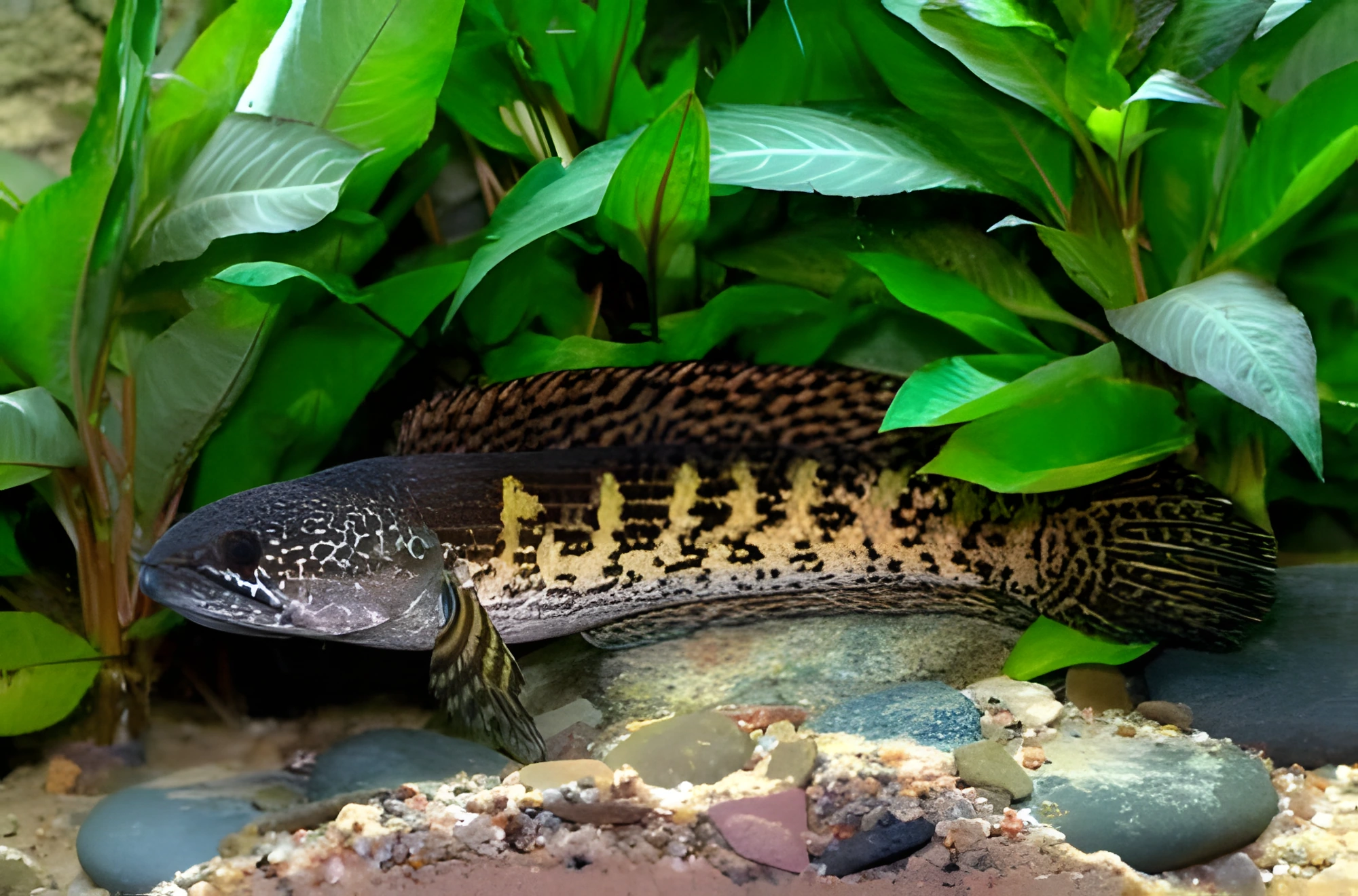 Fotografía del pez de acuario Pez cabeza de serpiente “Cobra Dorada”