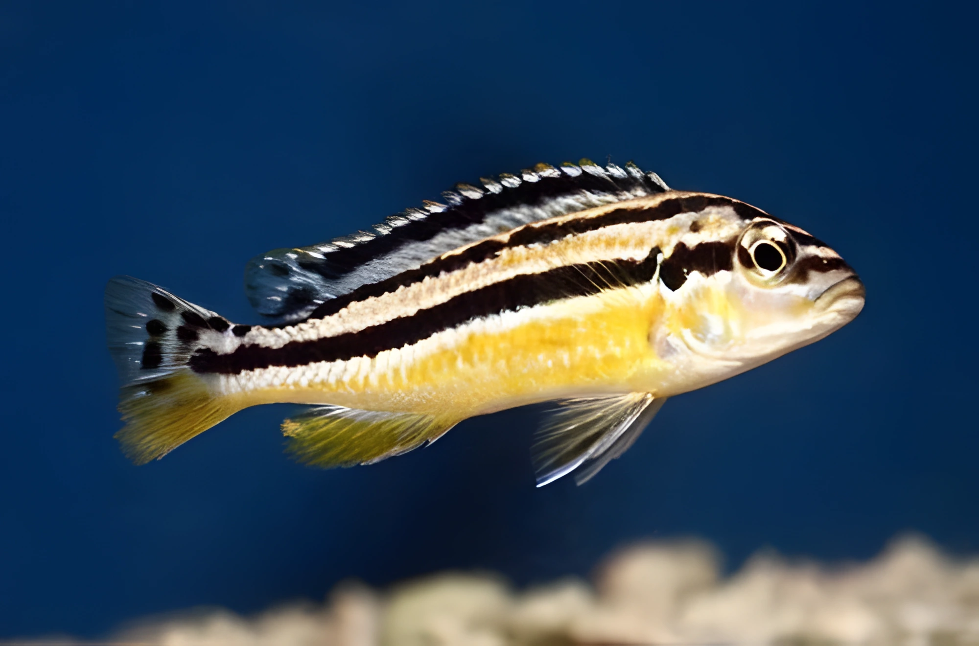 Fotografía del pez de acuario Cíclido dorado