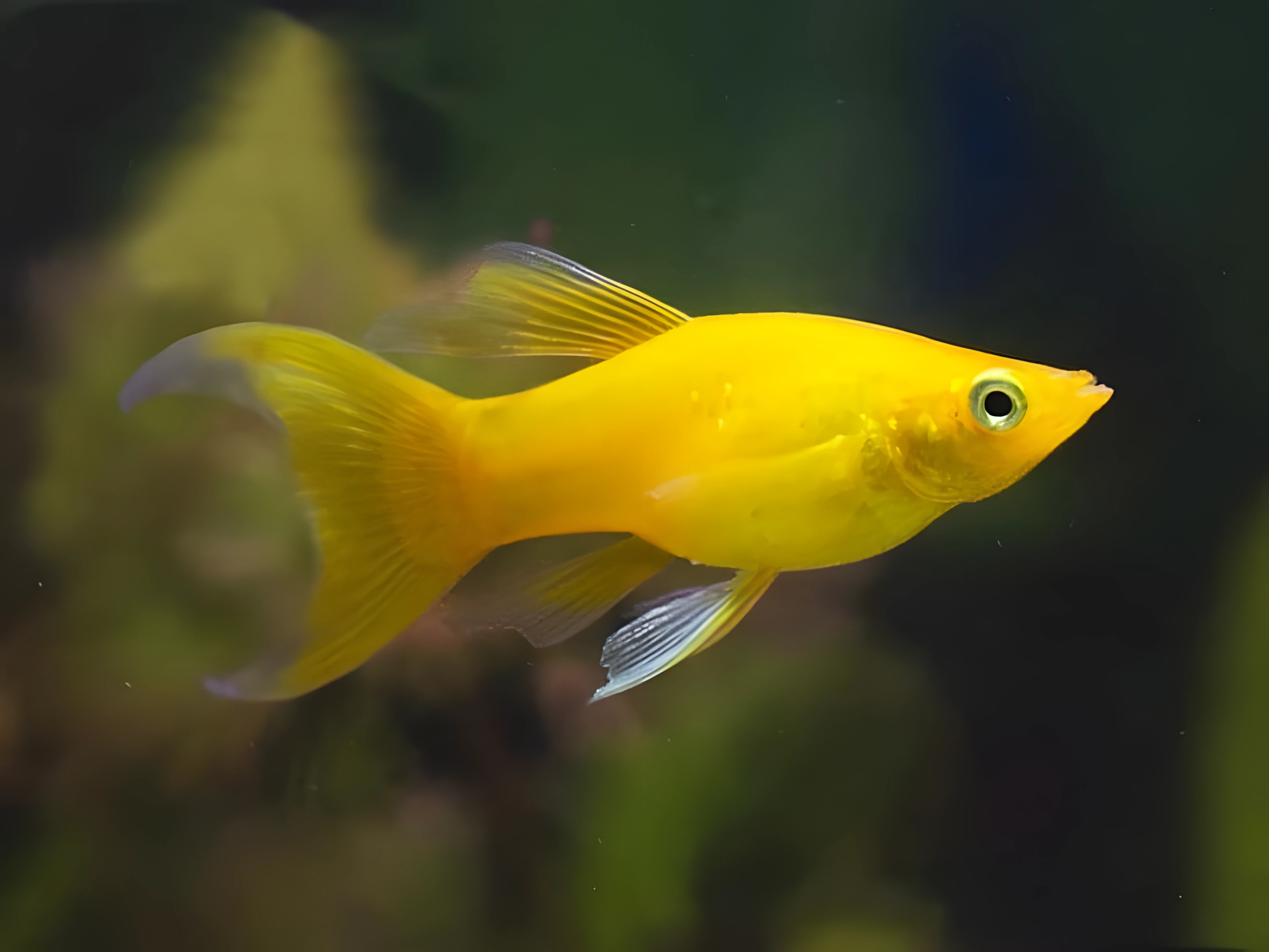 Fotografía del pez de acuario Molly dorada