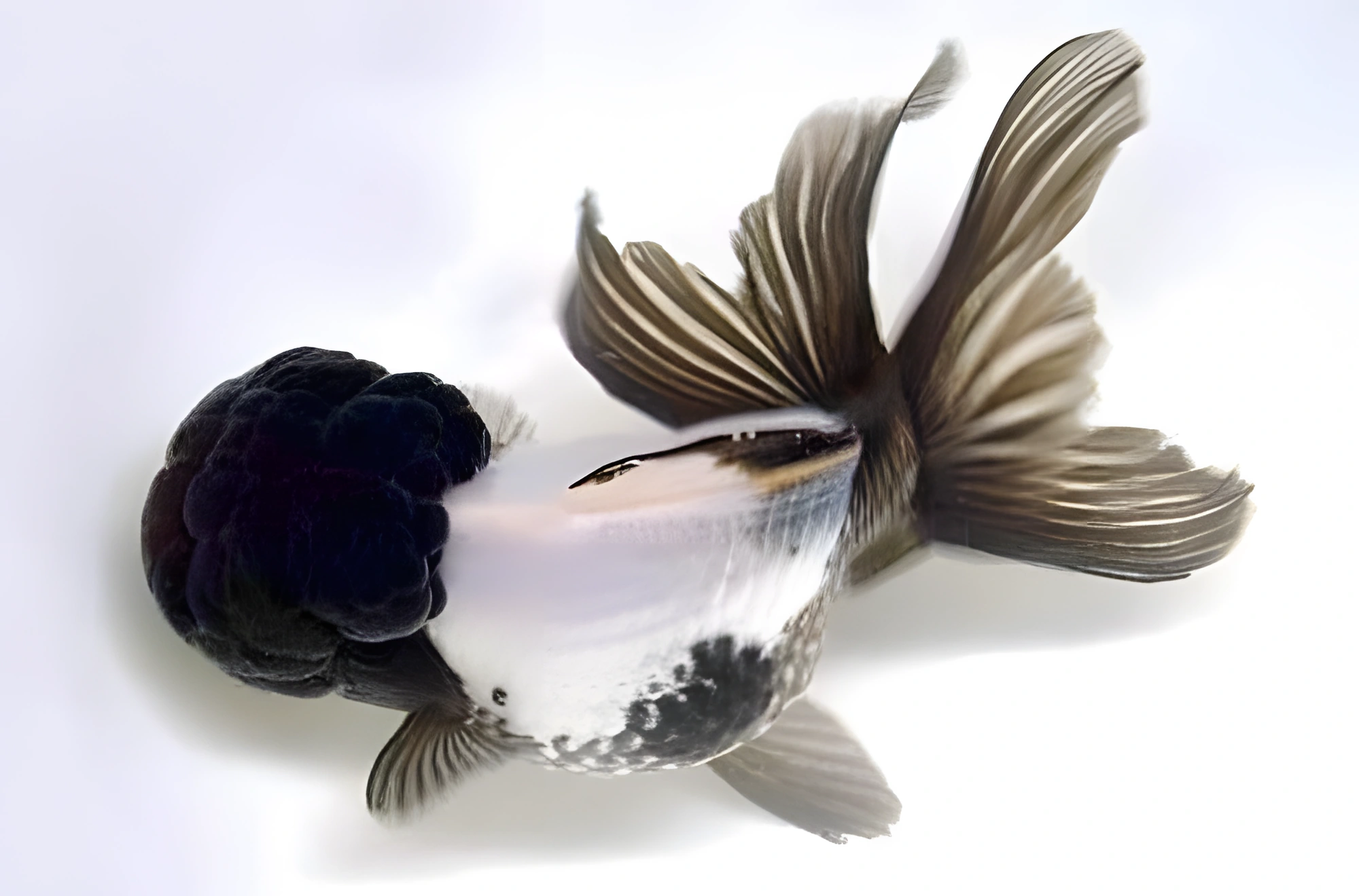Fotografía del pez de acuario Pez Goldfish Panda