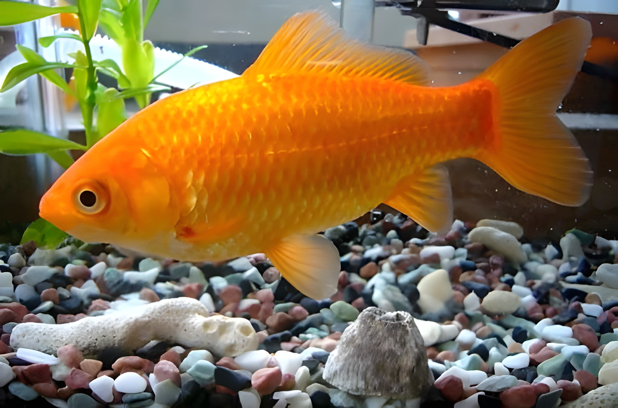 Fotografía del pez de acuario Pez dorado