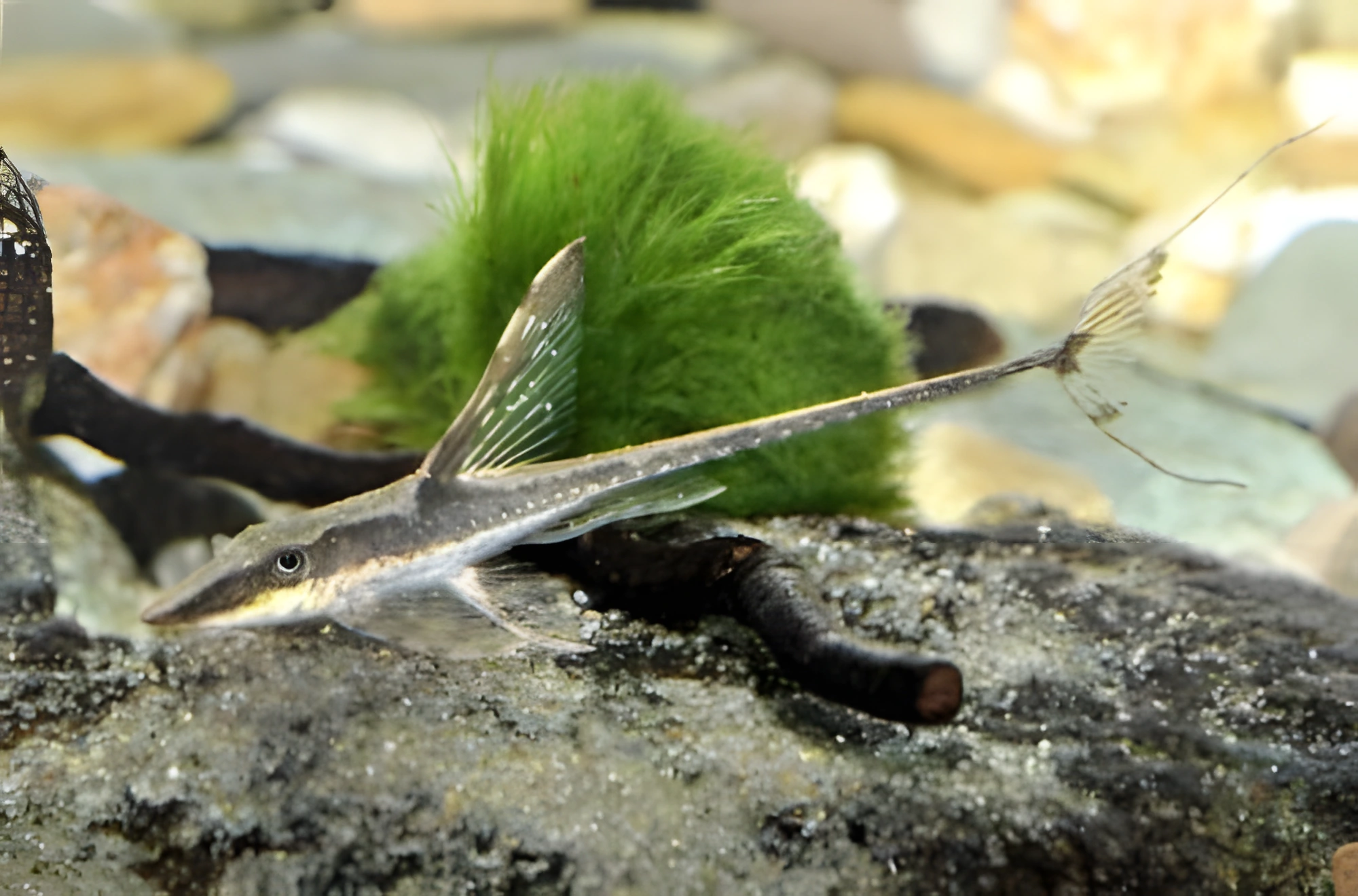 Fotografía del pez de acuario Esturisoma dorado