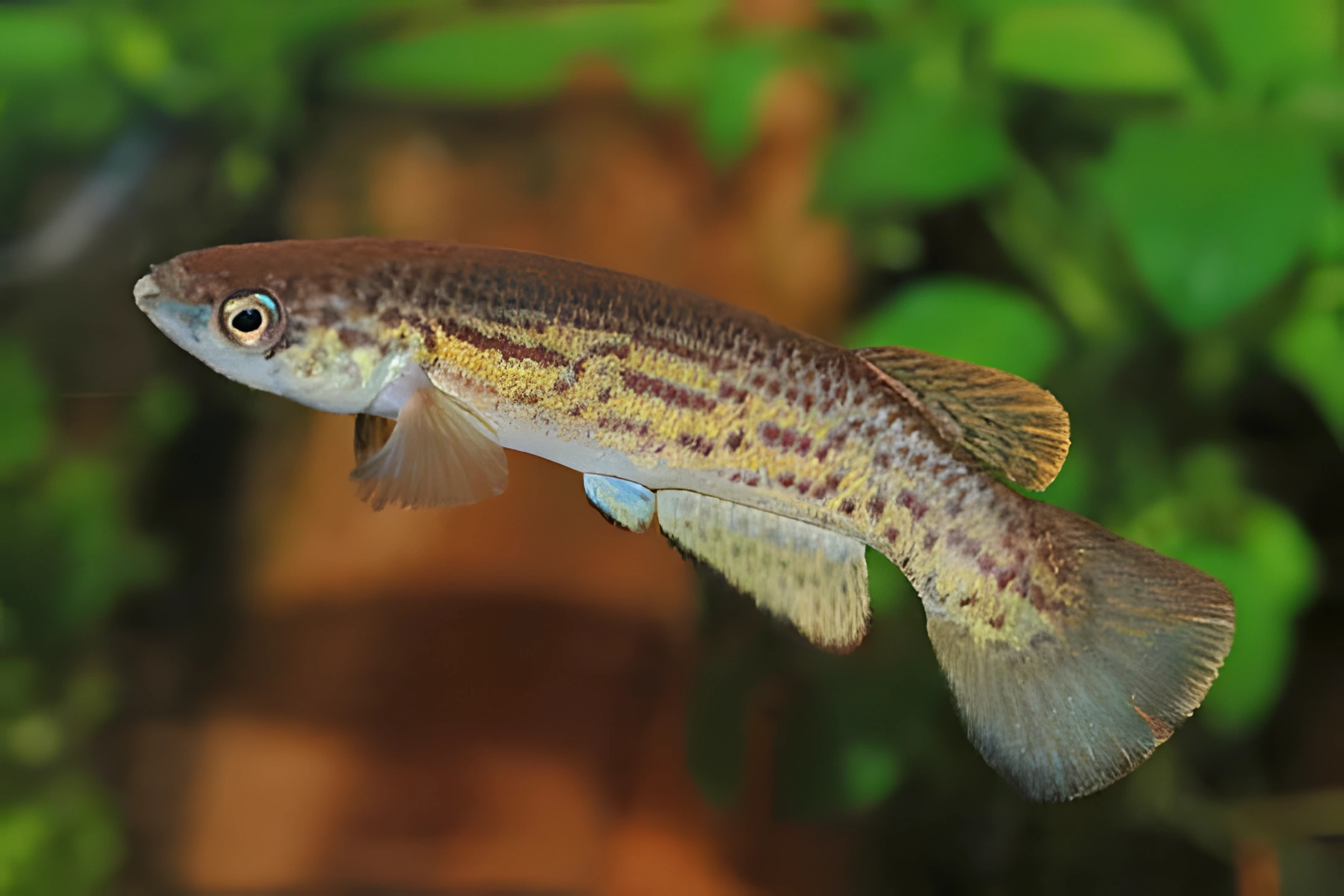 Fotografía del pez de acuario Rívulo dorado