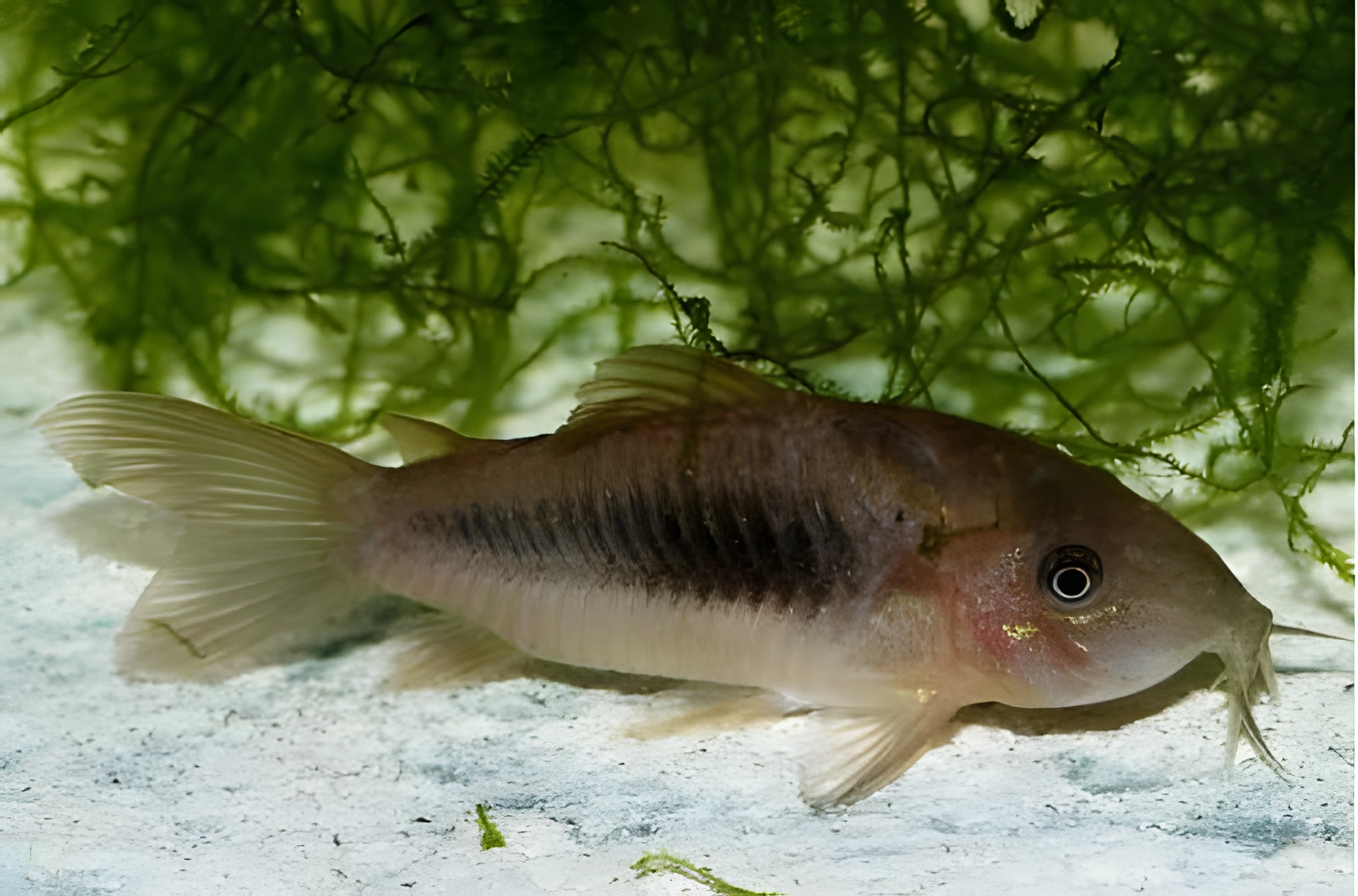 Photo of aquarium fish Bronze Corydoras