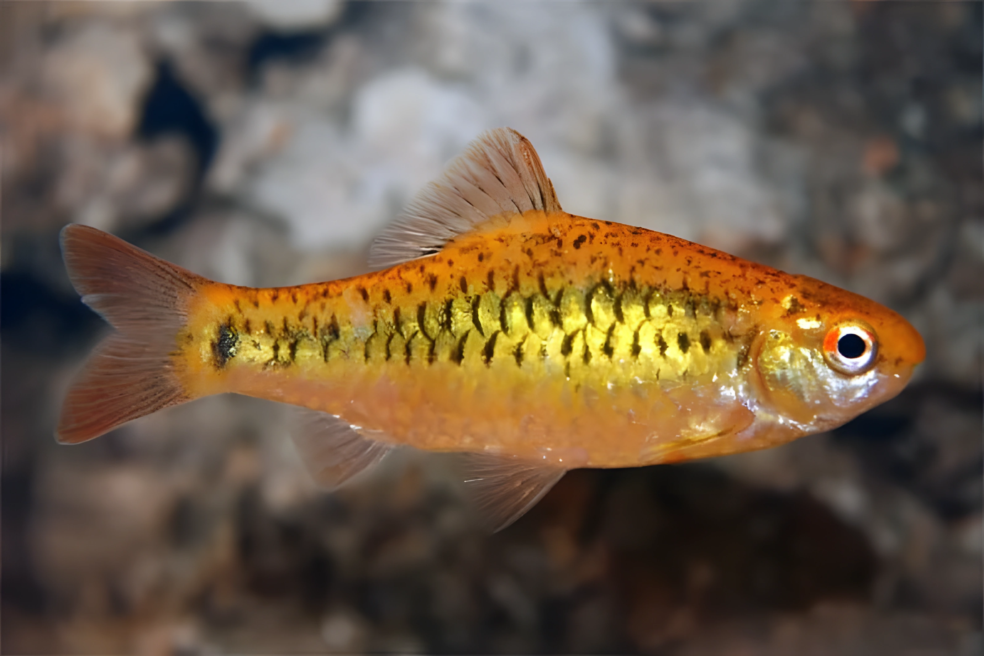 Fotografía del pez de acuario Barbo Dorado
