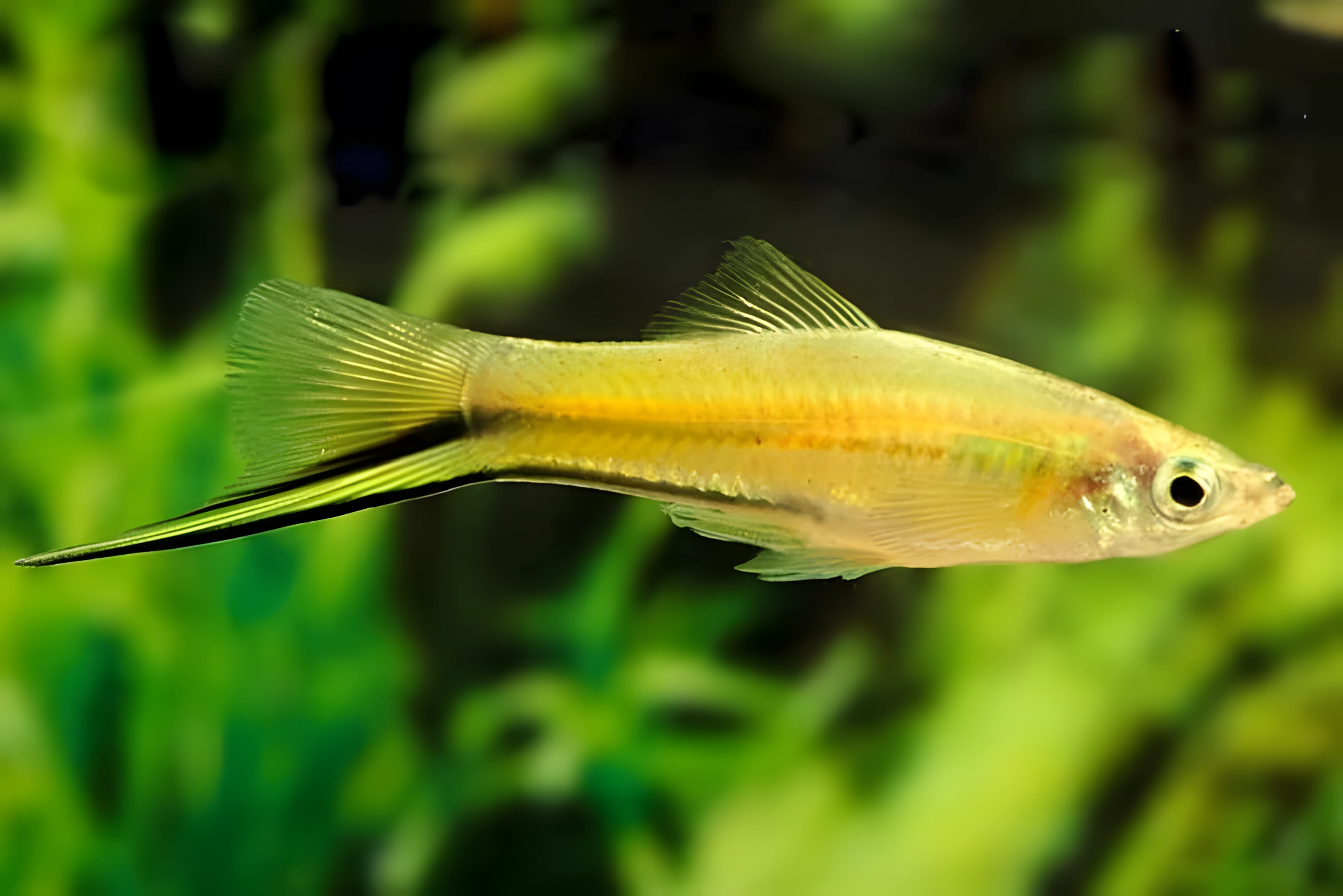 Fotografía del pez de acuario Pez espada dorado
