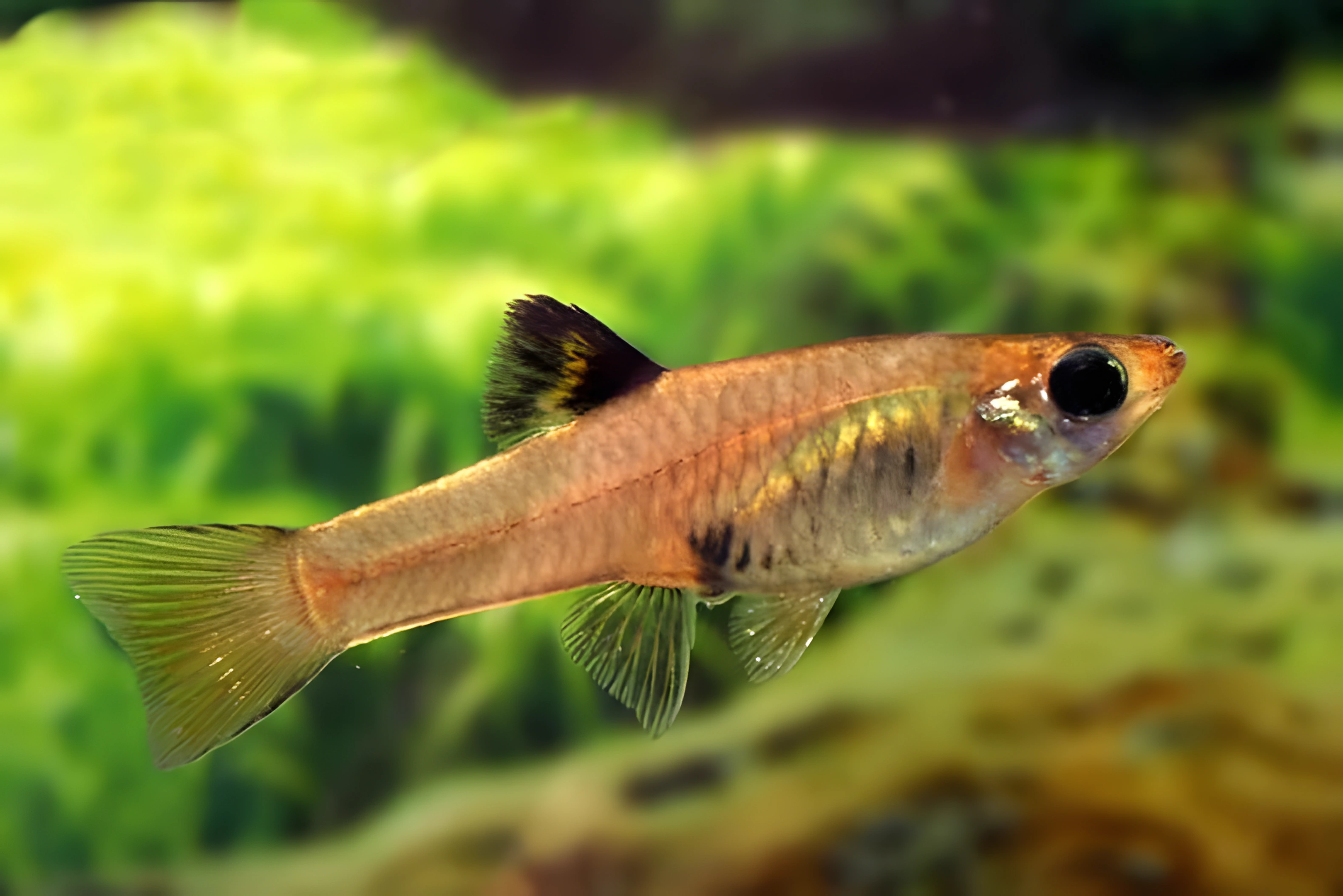 Fotografía del pez de acuario Teddy Dorado