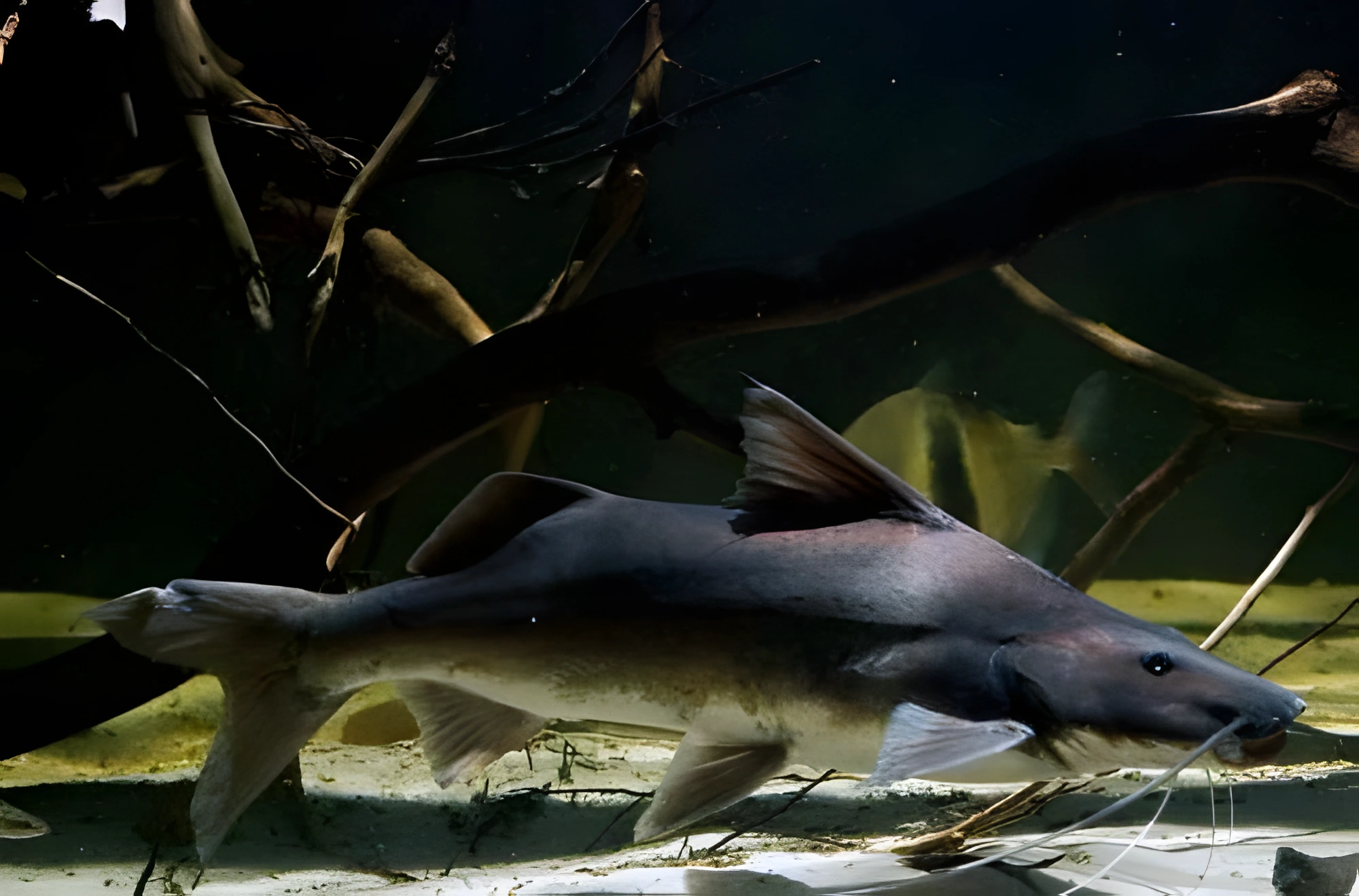 Fotografía del pez de acuario Pez gato Lau-Lao