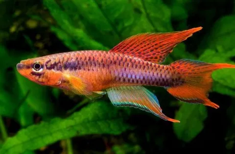 Two-striped Aphyosemion