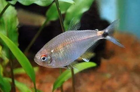 Two-spotted Astyanax