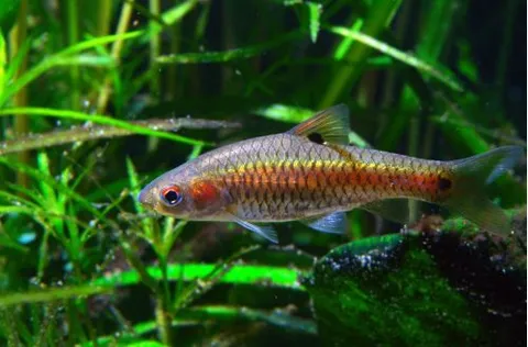 Two-Spot Barb