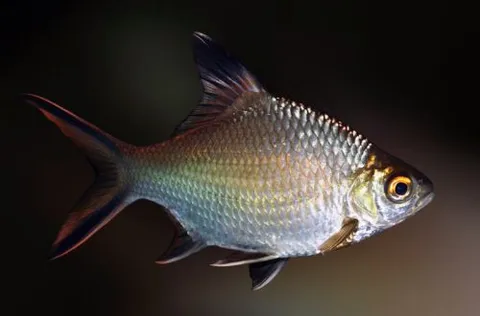 Tinfoil Barb