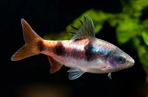 Tamirabarani Barb