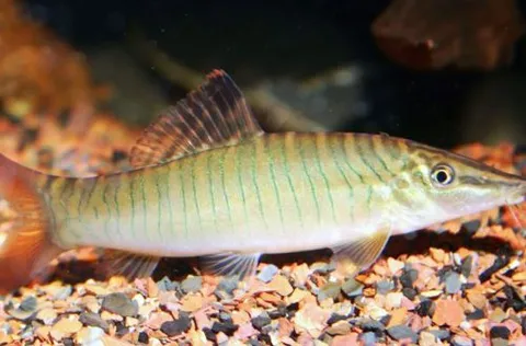Tiger Loach