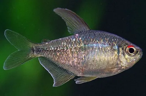 Tetra Diamante