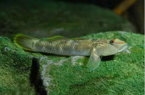 Taiwan Goby