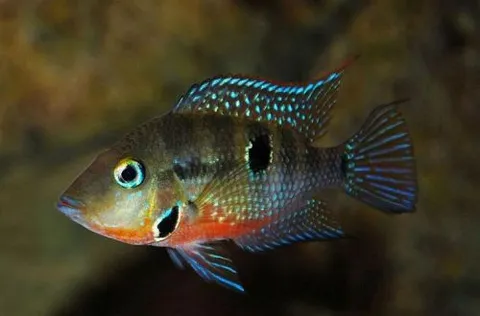 Thorichthys meeki