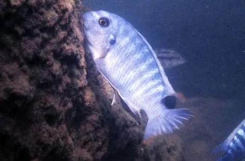 Tapir Cichlid
