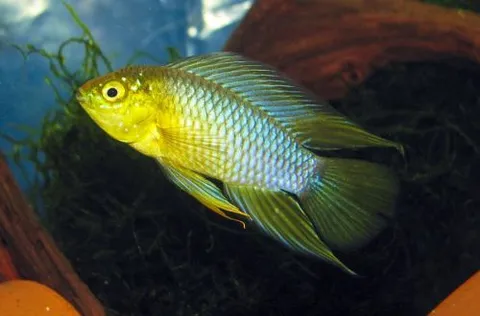 Umbrella Cichlid