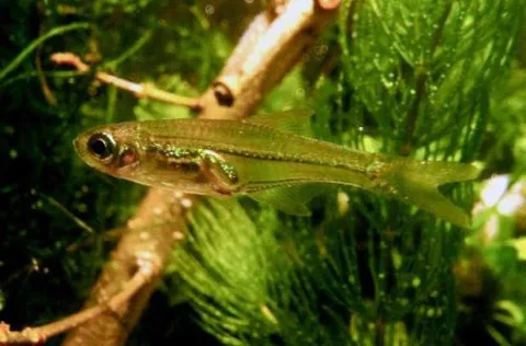 Gates' Danio