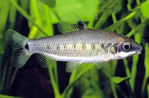 Ten-spot Distichodus