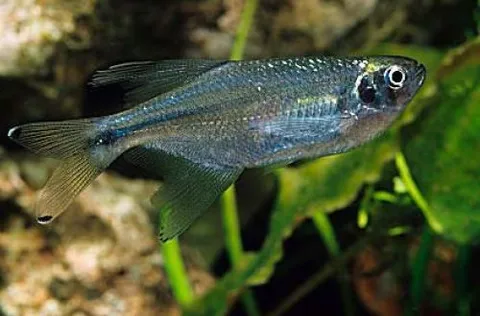 Tetra dragón