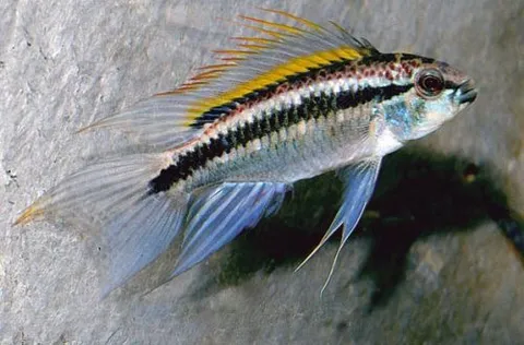 Two-striped Apistogramma