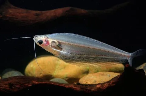 Two-barbel Glass Catfish