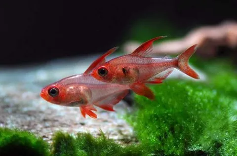 Tetra fantasma roja