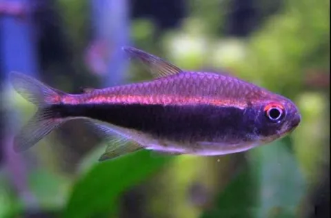Tetra Púrpura