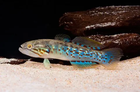 Trout Mogurnda
