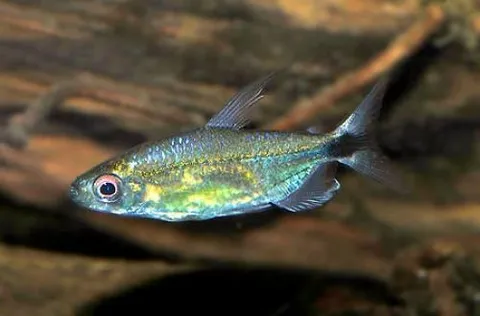 Tetra diamante azul