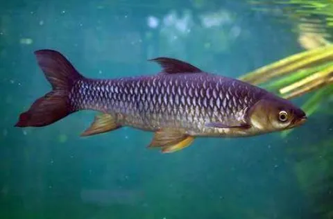 Carpa de Hoeven