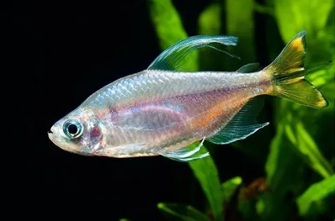 Tetra del Congo Dorada