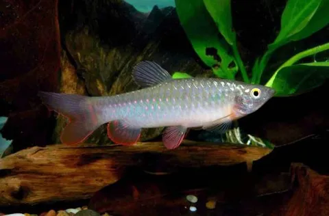 Trout Copeina