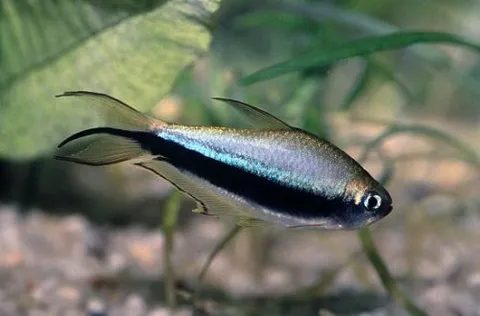 Tetra Real