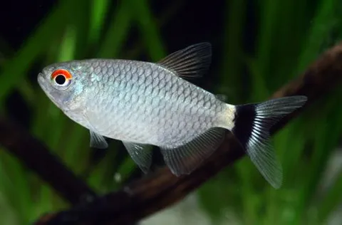 Tetra de Ojos Rojos