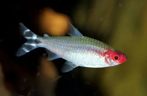 Tetra de nariz roja