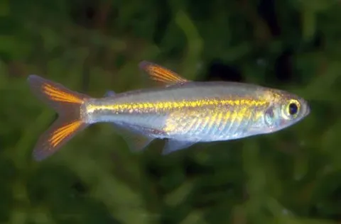 Tetra de Roloff