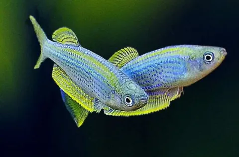 Tanganyika Killifish