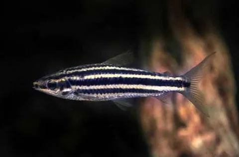 Leporinus striatus