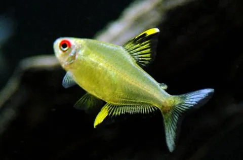 Tetra Limón