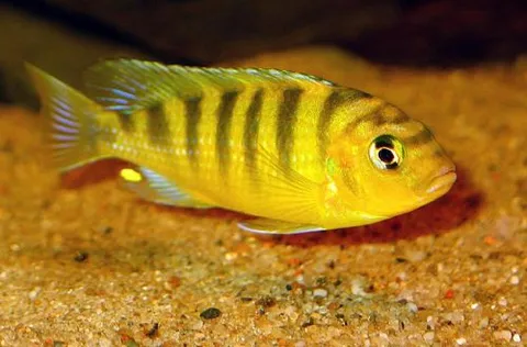 Lombardo