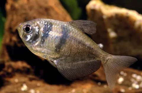Tetra negra falsa