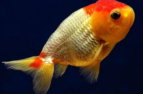 Lionhead Goldfish