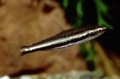 Two-striped Nannostomus